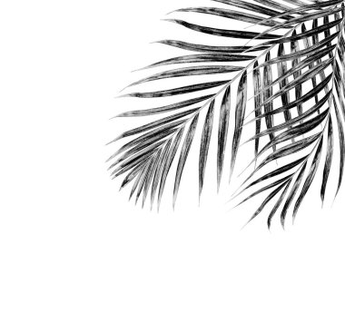 Beyaz arkaplanda palmiye yaprakları