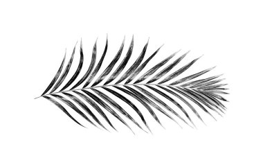 Beyaz arkaplanda palmiye yaprakları