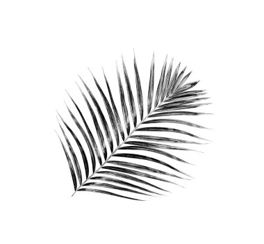 Beyaz arkaplanda palmiye yaprakları