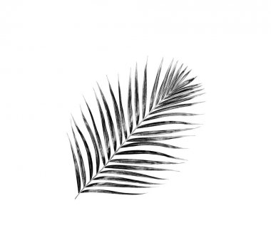 Beyaz arkaplanda palmiye yaprakları