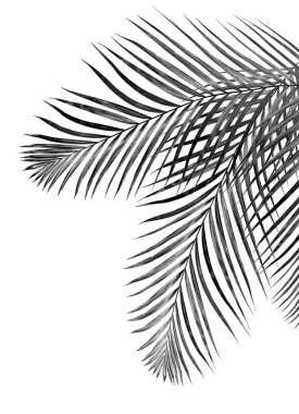 Beyaz arkaplanda palmiye yaprakları