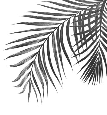 Beyaz arkaplanda palmiye yaprakları