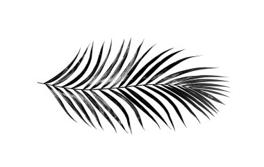 Beyaz arkaplanda palmiye yaprakları