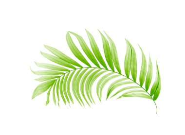 Beyaz arkaplanda yeşil palmiye yaprağı