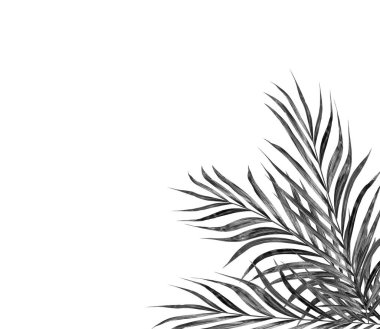 Beyaz arkaplanda palmiye yaprakları