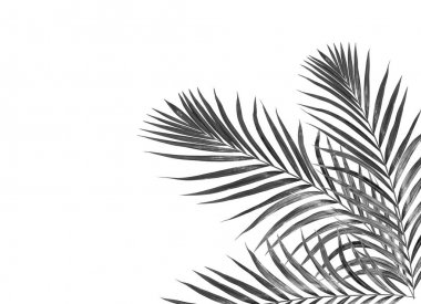 Yaz için Hindistan cevizi palmiye ağaçları