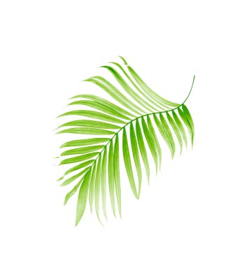 Beyaz arkaplanda yeşil palmiye yaprağı