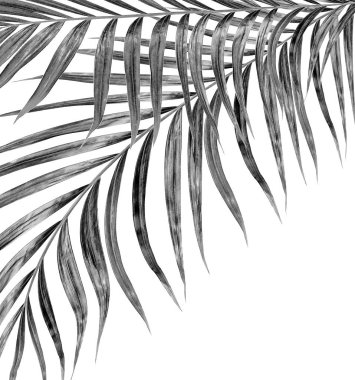 Beyaz arkaplanda palmiye yaprakları