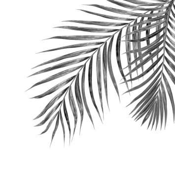 Beyaz arkaplanda palmiye yaprakları