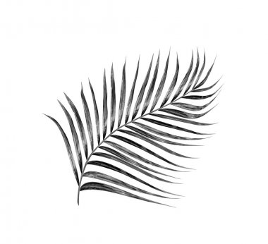 Yaz için Hindistan cevizi palmiye ağaçları