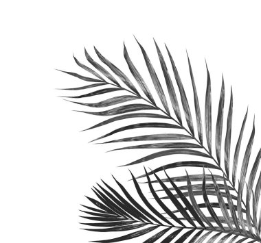 Yaz için Hindistan cevizi palmiye ağaçları