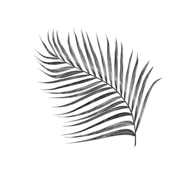 Beyaz arkaplanda palmiye yaprakları