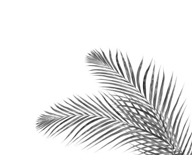 Beyaz arkaplanda palmiye yaprakları