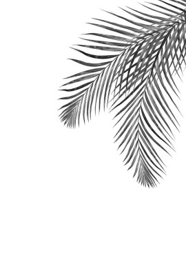 Beyaz arkaplanda palmiye yaprakları