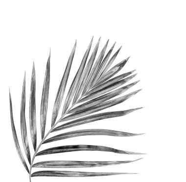 Beyaz arkaplanda palmiye yaprakları