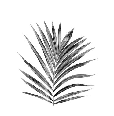 Beyaz arkaplanda palmiye yaprakları