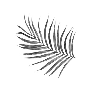 Beyaz arkaplanda palmiye yaprakları