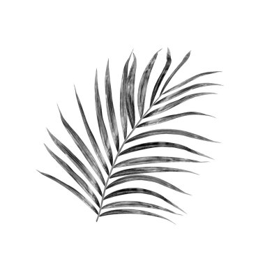 Yaz için Hindistan cevizi palmiye ağaçları