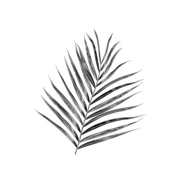 Beyaz arkaplanda palmiye yaprakları