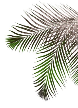 Beyaz arkaplanda yeşil palmiye yaprağı