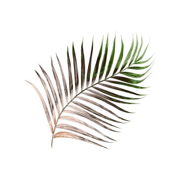 Beyaz arkaplanda izole edilmiş yeşil palmiye yaprakları