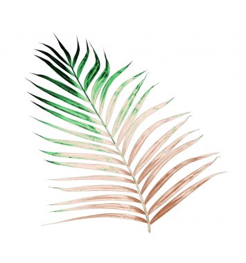 Beyaz arkaplanda izole edilmiş yeşil palmiye yaprakları