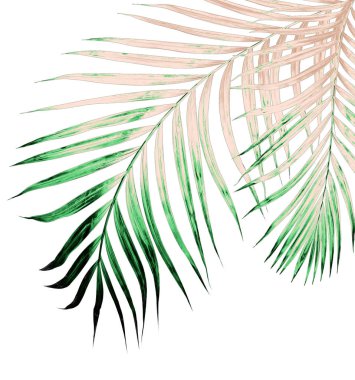 Beyaz arkaplanda izole edilmiş yeşil palmiye yaprakları