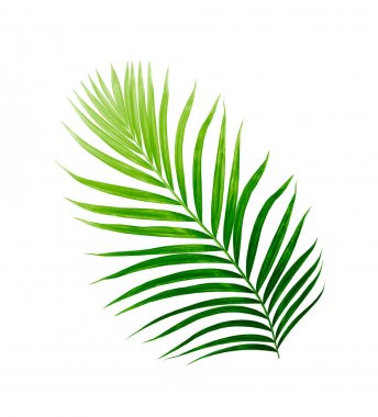 Beyaz arkaplanda izole edilmiş yeşil palmiye yaprakları