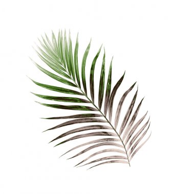 Beyaz arkaplanda izole edilmiş yeşil palmiye yaprakları