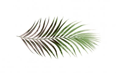 Beyaz arkaplanda izole edilmiş yeşil palmiye yaprakları