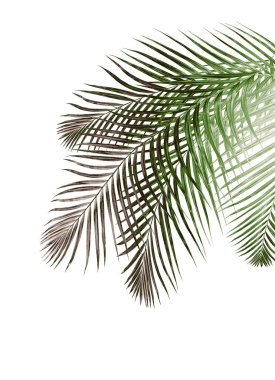 Beyaz arkaplanda yeşil palmiye yaprağı