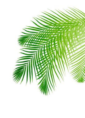 Beyaz arkaplanda yeşil palmiye yaprağı