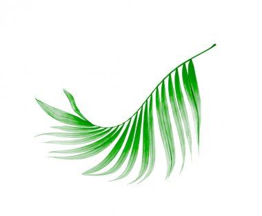 Beyaz arkaplanda yeşil palmiye yaprağı