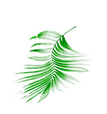Beyaz arkaplanda yeşil palmiye yaprağı