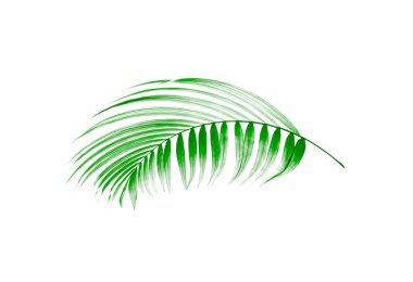 Beyaz arkaplanda yeşil palmiye yaprağı