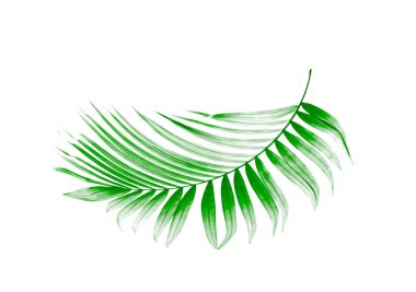 Beyaz arkaplanda yeşil palmiye yaprağı