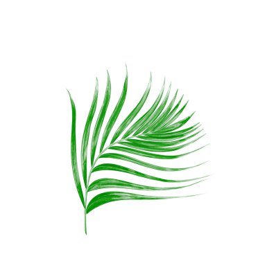 Beyaz arkaplanda izole edilmiş yeşil palmiye yaprağı
