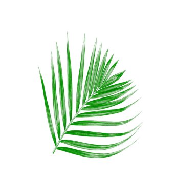 Beyaz arkaplanda izole edilmiş yeşil palmiye yaprağı