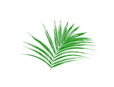Green leaf of palm tree isolated on white background clipart
