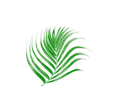Beyaz arkaplanda izole edilmiş yeşil palmiye yaprağı