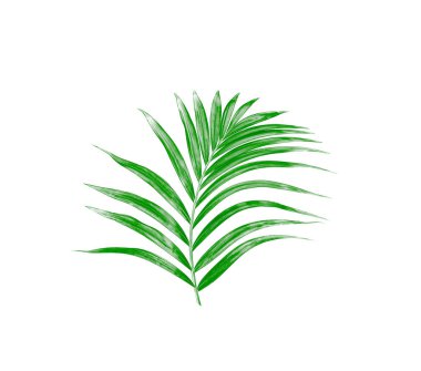 Beyaz arkaplanda izole edilmiş yeşil palmiye yaprağı