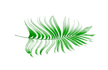 Beyaz arkaplanda yeşil palmiye yaprakları