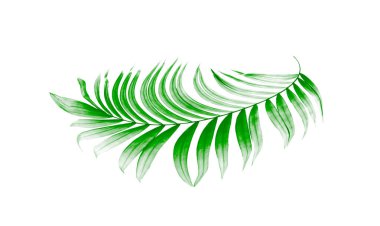 Beyaz arkaplanda yeşil palmiye yaprakları