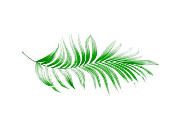 Beyaz arkaplanda yeşil palmiye yaprakları