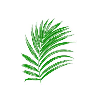 Beyaz arkaplanda yeşil palmiye yaprakları