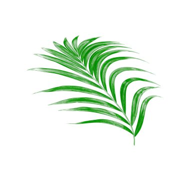 Yaz için Hindistan cevizi palmiye ağaçları