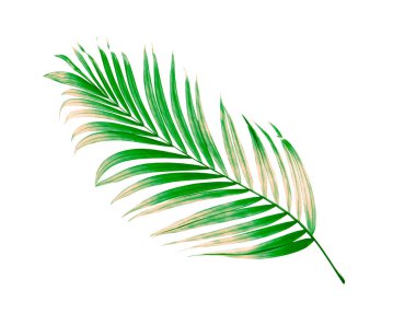 Yaz için Hindistan cevizi palmiye ağaçları