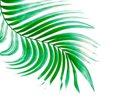 Beyaz arkaplanda yeşil palmiye yaprağı