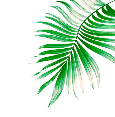 Yaz için Hindistan cevizi palmiye ağaçları