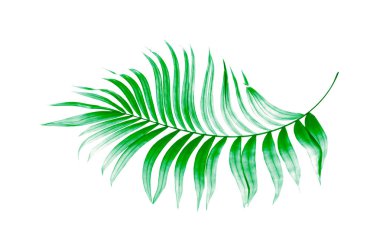 Beyaz arkaplanda yeşil palmiye yaprakları